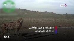 «مهشاد» و چهار توله‌اش در پارک ملی توران