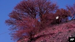 Yangın söndürücülerin insanlar için genellikle güvenli olduğu düşünülüyor, ancak birçok kişi yaban hayatı üzerindeki potansiyel etkileri konusunda endişeli.