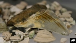 FILE - A prehistoric megalodon shark tooth is seen in a April 26, 2013, photo.