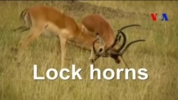 မျက်မှောက်သတင်းလောက အီဒီယံ အသုံးအနှုန်းများ