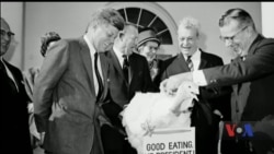 "Помилування" індиків американськими президентами у Білому домі - звідки почалася ця традиція? Відео