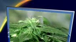 Marixuana bo'yicha yangi qonunlar/US Marijuana Laws Pass