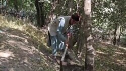 از کشت کوکنار به باغداری رو آوردم - یک دهقان بدخشان