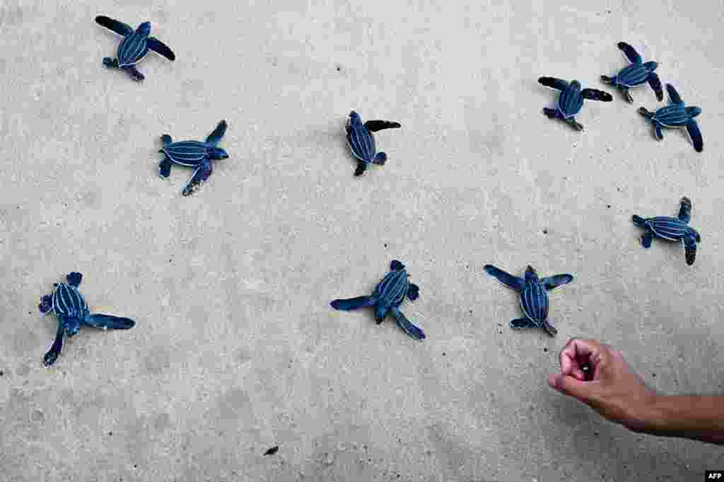 A man releases leatherback sea turtle hatchlings into the sea at Lhoknga beach, Indonesia's Aceh province.