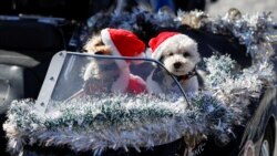 Quiz - People’s Relationships with Pets Have Changed during Pandemic