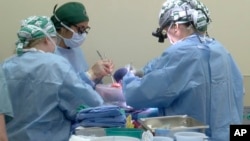 In this photo provided by the University of Alabama at Birmingham, surgeons prepare to transplant kidneys from a genetically modified pig into the body of a deceased recipient in September 2021. (UAB via AP)