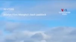 Ավելի քան 150 խոյադելֆիններ՝ Ավստրալիայի Թասմանիա նահանգի լողափում