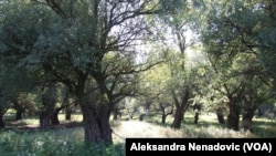 Beljarica na Dunavu pored Pupinovog mosta dom je za mnoge ptičije vrste, Foto: Glas Amerike