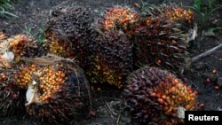 Palm oil fruits are pictured at a plantation in Chisec, Guatemala, December 2018. Palm oil is a big export for Guatemala, but some people worry that the industry is causing people to migrate from Guatemala.