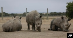 Fatu (tengah) dan Najin (kiri), dua badak putih putih betina yang tersisa di dunia, tengah merumput di Ol Pejeta Conservancy, Laikipia, Kenya, 2 Maret 2018.