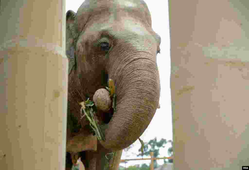 ​​​ដំរី​ឈ្មោះ​កាវ៉ាន​ (Kaavan) ដែល​ត្រូវ​បាន​គេស្គាល់ថា​ជាដំរី​ឯកោ​ បាន​ចាប់ផ្តើម​សម្រប​ខ្លួន​ទៅនឹង​ស្ថានភាព​រស់នៅ​ នៅ​ដែន​ជម្រក​សត្វព្រៃ​នៅ​កម្ពុជា​ ខេត្ត​ឧត្តរមានជ័យ​ នៅ​ថ្ងៃទី​០១ ខែធ្នូ​ ឆ្នាំ​២០២០។ (ហ៊ាន សុជាតា​/VOA)