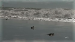 Sea Turtles' ‘Lost Years’ Mystery Unfolds