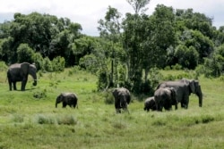 کیمرون میں ہاتھیوں کی تعداد کا اندازہ ساڑھے چھ ہزار ہے۔