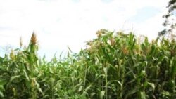 Preço de fertilizantes ameaça agricultores angolanos: 3:05