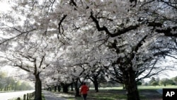 People exercise in the early morning along a spring blossom lined path in Hagley Park, Christchurch, New Zealand, Sunday, Sept. 20, 2020. The trees are a hybrid species that is very popular in Japan, called Yoshino Cherry (prunus x yedoensis) and…