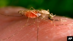 ARCHIVO - Fotografía de 2014 facilitada por los Centros para el Control y la Prevención de Enfermedades de EEUU que muestra una hembra del mosquito Anopheles gambiae mientras se alimenta.