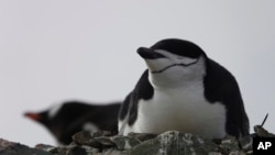 This image provided by Won Young Lee shows wild chinstrap penguins on King George Island, Antarctica. (Won Young Lee via AP)
