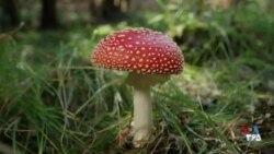 دی‌کد - حقایق پیدا و پنهان درباره جنبش زنان در ایران