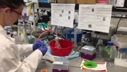 Muscle Stem Cells Respond Differently to Aging and Injury