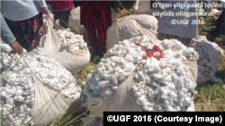 O'tgan yilgi paxta terimi paytida olingan surat ©UGF 2016