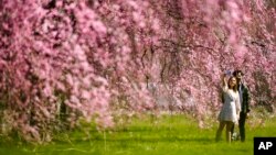 ARCHIVO: Una pareja pasea entre los cerezos florecidos en Fairmount Park, Filadelfia, el 29 de marzo de 2023.