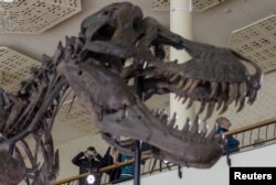 جمجه ۶۷ میلیون ساله اصل تی‌رکس ‌«ترینیتی»