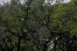 Kawasan hutan mangrove sering menjadi tempat transit burung migran (foto: VOA/Petrus Riski).