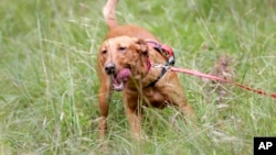 FILE - A Labrador retriever in Harriman State Park in Tuxedo, N.Y., Tuesday, Aug. 6, 2019. (AP Photo/Seth Wenig)