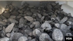 ARCHIVO - Más de 500 tortugas recién nacidas esperan para regresar al mar en Rancho San Cristóbal, en el Pacífico mexicano. 