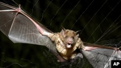 FILE - A vampire bat is caught in a net in Aracy, in the northeast Amazon state of Para, Brazil, on Thursday, Dec. 1, 2005. Scientists are studying the genetic information of different animals that could help them learn more about human life. (AP Photo/Mario Quadros, File)

