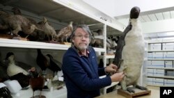 Dr. Paul Scofield, senior curator natural history at Canterbury Museum, holds the fossil, a tibiotarsus, top, next to a similar bone of an Emperor Penguin in Christchurch, New Zealand, Wednesday, Aug. 14, 2019. 