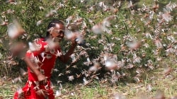 የአንበጣ መንጋ