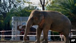 A photographer takes a picture of an elephant named "Kaavan" waiting to be transported to a sanctuary in Cambodia, at the Maragzar Zoo in Islamabad, Pakistan, Friday, Nov. 27, 2020.