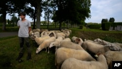 Belgian sheep herder Lukas Janssens tends to his flock at Schoonselhof cemetery in Hoboken, Belgium. His small company is The Antwerp City Shepherd. (AP Photo/Virginia Mayo)