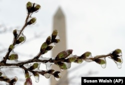 Cold weather has killed half of the blossoms on Washington's famous cherry trees just as they were reaching peak bloom according to park service officials.