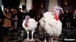 美國總統拜登在2024年“赦免”的兩隻火雞“桃子”(Peach)和“花”(Blossom)