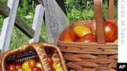 Biologist Switches Careers: From Ocean Science to Organic Farming