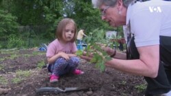 Не харчами єдиними... – город як терапія для американців. Відео