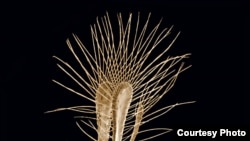 ภาพ 10 สุดยอดสัตว์สายพันธุ์ใหม่ที่เพิ่งค้นพบ 