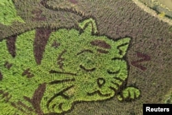 งานศิลป์ในทุ่งนา ที่เป็นรูปแมวนอนกอดปลาในนาข้าว นายธันย์พงค์ ใจคำ เกษตรกรและศิลปิน เห็นได้จากทุ่งนาในจังหวัดเชียงราย ประเทศไทย เมื่อ 16 ธ.ค. 2023 (รอยเตอร์)