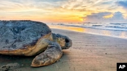 FILE - In this June 30, 2019, photo provided by the Georgia Department of Natural Resources, a loggerhead sea turtle returns to the ocean after nesting on Ossabaw Island, Ga. (Georgia Department of Natural Resources via AP, File)