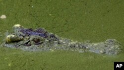 In this photo taken Tuesday, Nov. 17, 2009, a Siamese crocodile peers out from the water at Phnom Tamao Wildlife Rescue Center in Phnom Tamao village, Takoe province, about 45 kilometers (28 miles) south of Phnom Penh, Cambodia. Conservationists searching