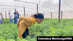 Dr. Zorodzai Maroveke, directrice du Zimbabwe Industrial Hemp Trust, dans une zone de cultivation de cannabis à Beatrice, au Zimbabwe, le 7 juillet 2021.