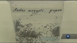 Що хвилювало медиків у світі протягом 2016 року. Відео