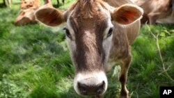 FILE - In this May 8, 2018, file photo, a Jersey cow feeds in a field on the Francis Thicke organic dairy farm in Fairfield, Iowa. Farm animals, especially cows, and the decay of plant matter in wet areas, create the most methane.