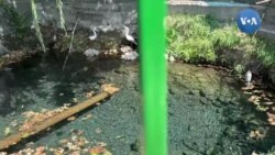 Cho'ng'ara yoshlari: Qirg'izistondagi mitti O'zbekistonda