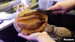 A white abalone sea snail is examined prior to a spawning event at the University of California's Davis Bodega Marine Laboratory in Bodega Bay, California, U.S. March 18, 2021. (REUTERS/Nathan Frandino)