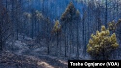 Опустошени шуми од пожари низ Малешевијата. Август, 2022