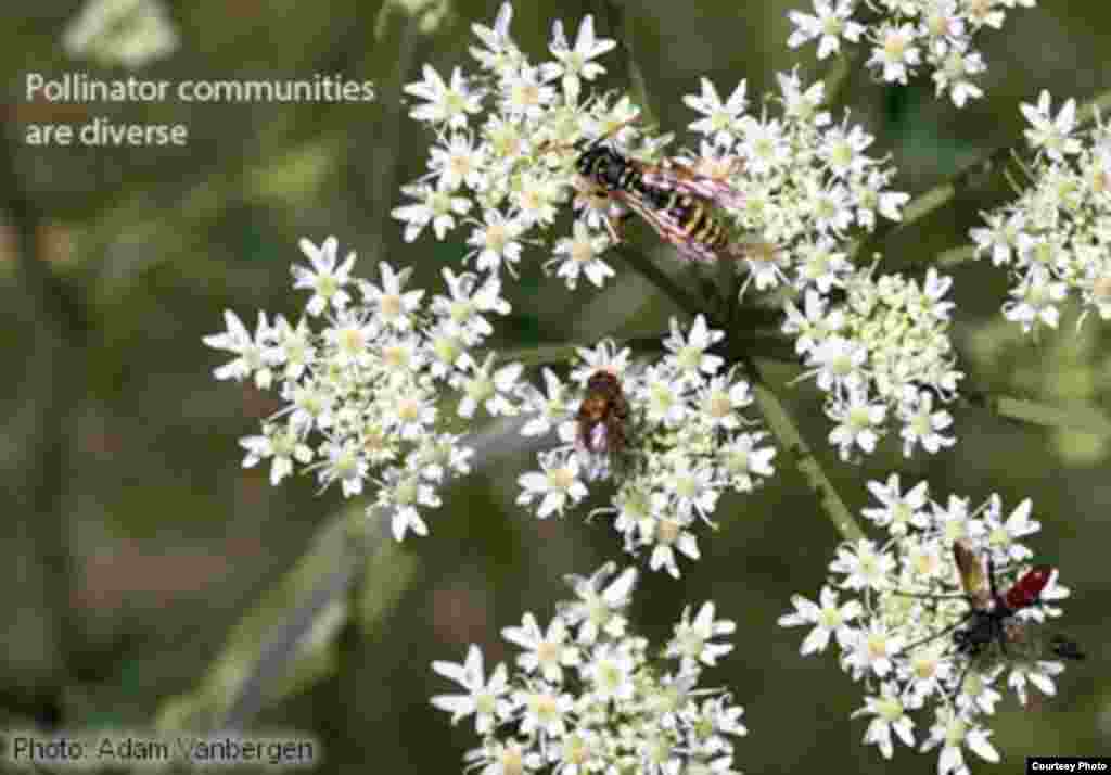 Pollination of wildflowers and crops is done by a huge variety of insect species including social honey and bumble bees, solitary bees, wasps, flies, beetles and moths. Their diversity helps ensure the healthy function of ecosystems. (Photo: Adam Vanbergen)