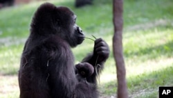 El 98% de los genes de los gorilas y los humanos son idénticos; los humanos y los chimpancés en tanto, comparten el 99% de su ADN.